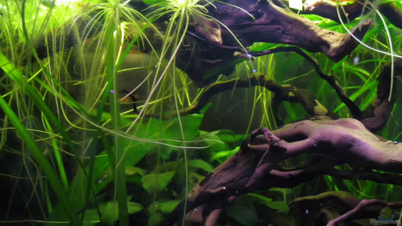 Wurzeln 24.07.13 von Jemafa (20)