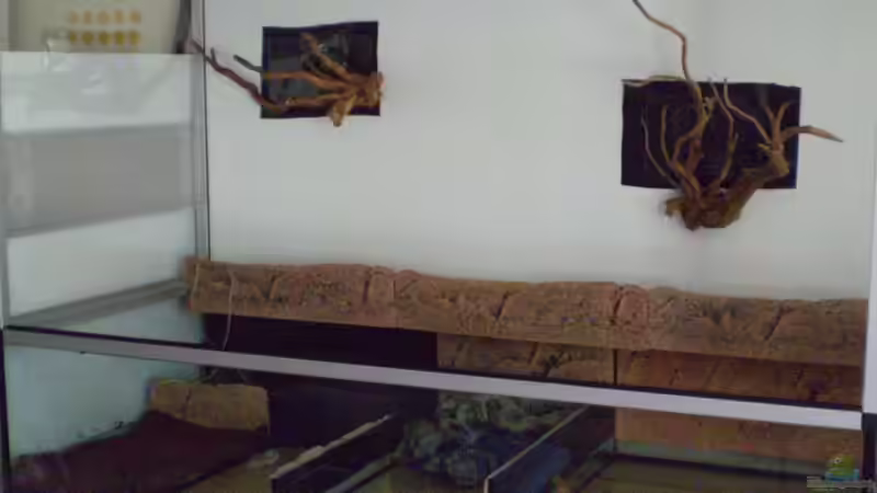 Wurzeln an Rückwand von Kulleraugen-Fan (14)