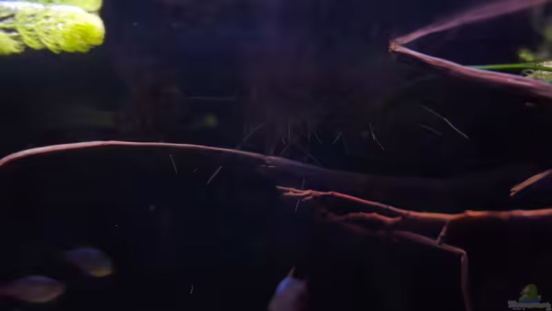 Wurzeln der Efeutute  (leider noch schlecht zu sehen) von Südamerika Aquanaut (22)