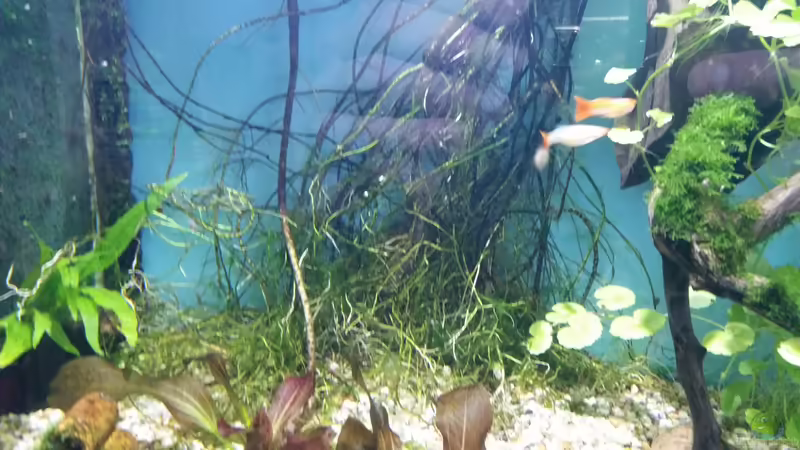 Wurzeln der Efeutute von Gigi (14)