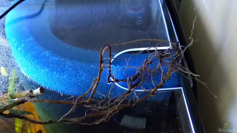 Wurzeln der Efeutute wachsen im Filter von Tiburón (44)