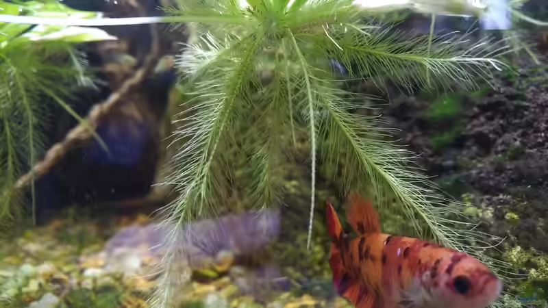 Wurzeln der Muschelblume von aquariumwelt (4)