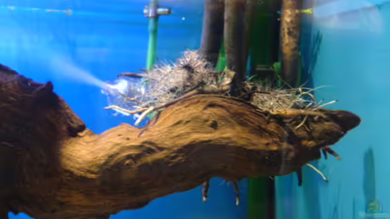 Wurzeln der Roten Mangrove von Ralf Kahl (5)