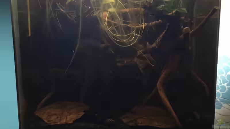 Wurzeln des Froschbiss  von Ottche (11)