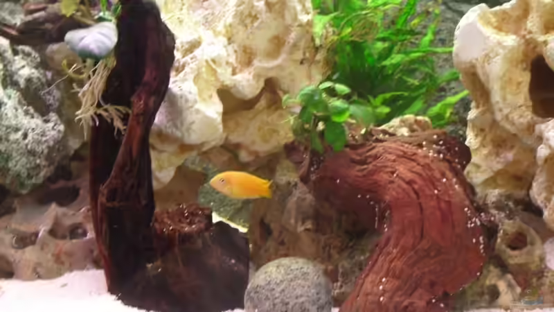 Wurzeln für die Welse von Jürgen Langer (11)