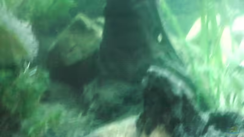 Wurzeln für die Welse von Leni Zahn (2)