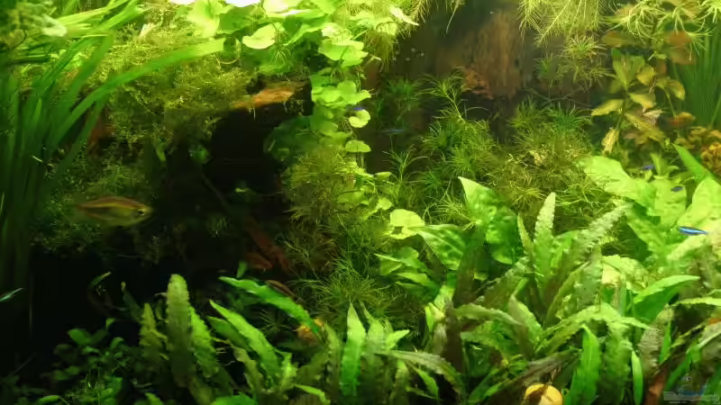 Wurzeln linke Seite Mai 2007 von Kamenko (28)