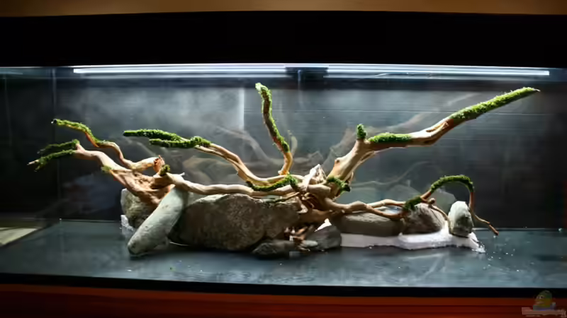 Wurzeln mit Javamoos bestückt von -Der Österreicher- (16)