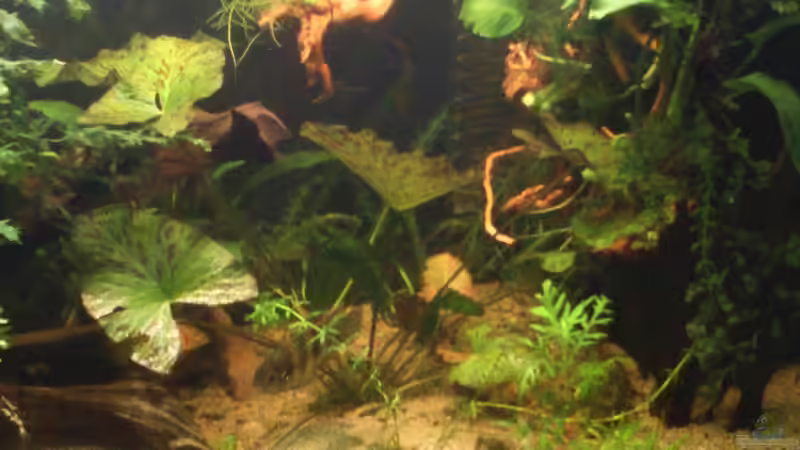 Wurzeln mit Saugnäpfen an der Filterscheibe von LaFrieda (15)