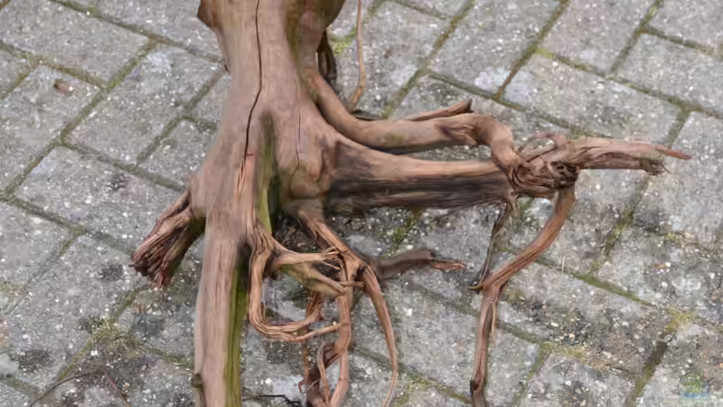 Wurzeln Nr. 14, diese Wurzel ist neu von GGuardiaNN (48)