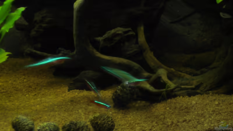 Wurzeln rechts von Herki (16)