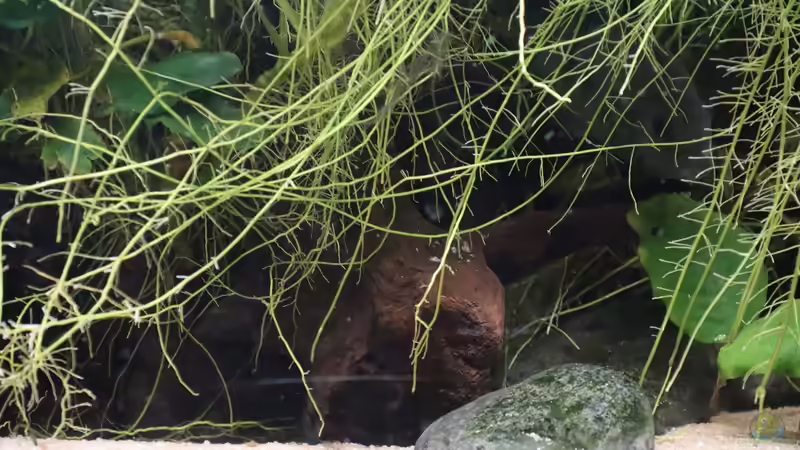 Wurzeln Steine und Pflanzen von Tom (3)