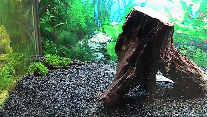 Wurzeln und Kies von ManiacT (4)