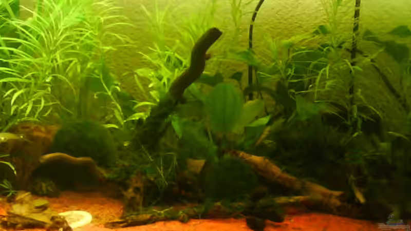 Wurzeln und Kokusschale von Anne Patzki (3)