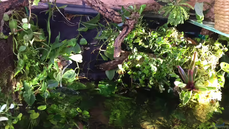 Wurzeln und Pflanzen aus dem Paludarium wurden mit angebracht, vieles wird aber die Umstellung der Luftfeuchtigkeit nicht vertragen von Botia (12)