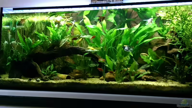 Wurzeln und Pflanzen im Einklang.. von Ottche (69)