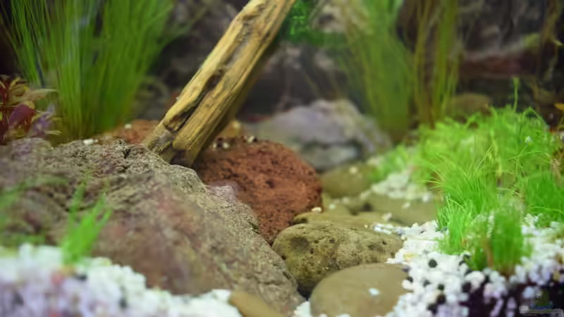 Wurzeln und Steine Formen einen Bachlauf am Untergrund. Die Bepflanzung befestigt die Böschung. (Stand: 01.08.2019) von David Schneider Aquaristik (17)