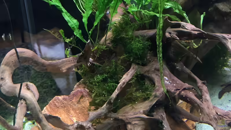 Wurzeln und Steine von Ottche (18)