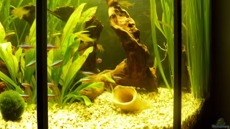 Wurzeln und Tonröhre von Josef Braun (23)