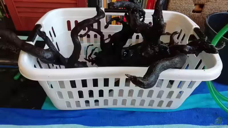 Wurzeln von - Stephen - (22)