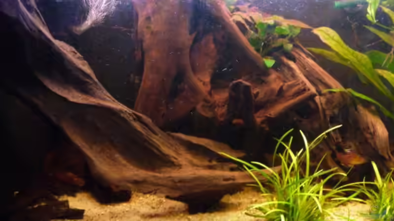 Wurzeln von Bavaria (8)