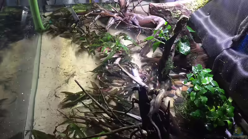 Wurzeln von Botia (10)