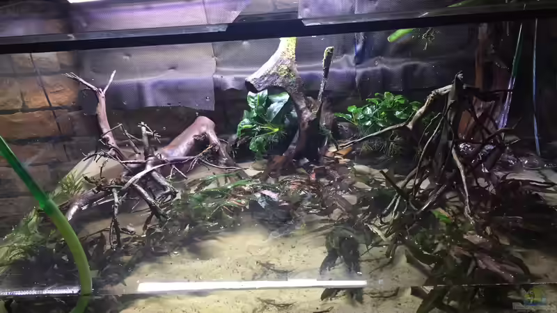 Wurzeln von Botia (9)