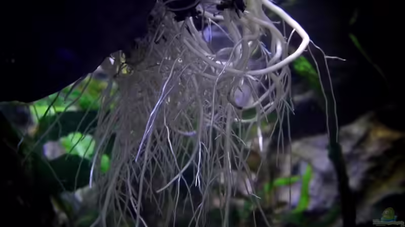 Wurzeln von Chlorophytum comosum wachsen ins Becken von snooze (29)