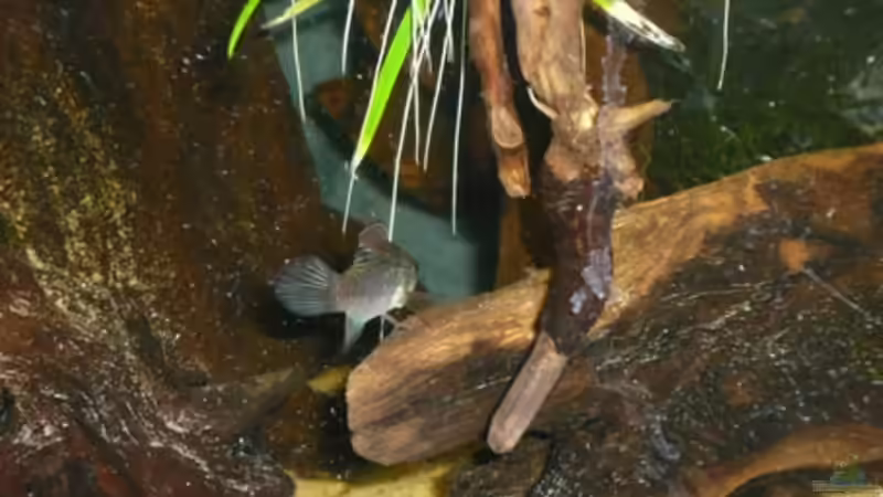 Wurzeln von Cichlid Power (6)