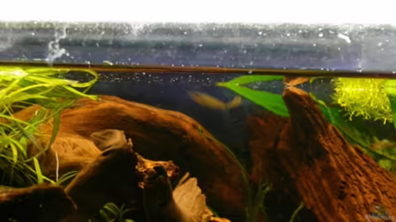 Wurzeln von Cichlid Power (7)