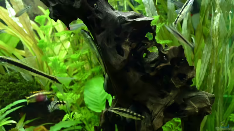 Wurzeln von Daniela (16)