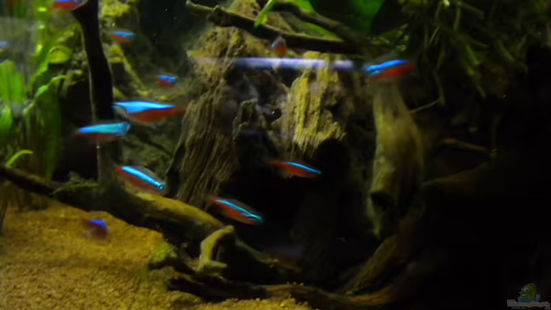 Wurzeln von Herki (19)