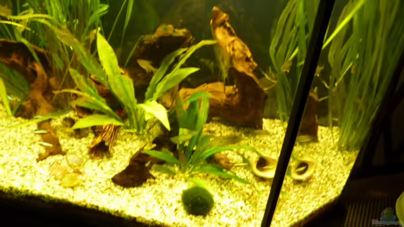 Wurzeln von Josef Braun (20)