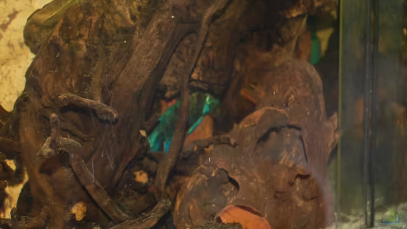 Wurzeln von ml69 (11)