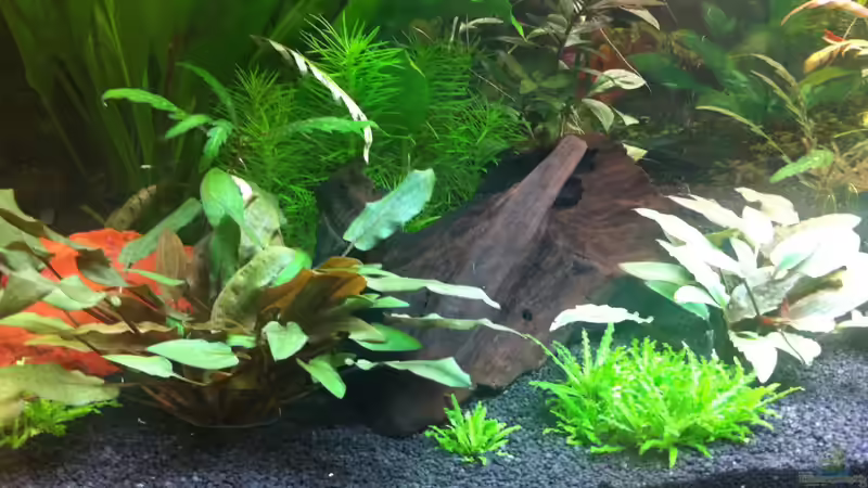 Wurzeln von Nastassja&Mario T (13)