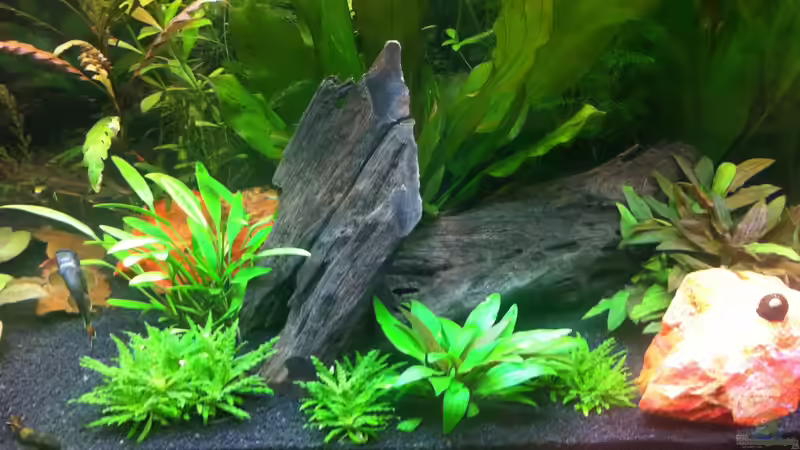 Wurzeln von Nastassja&Mario T (14)