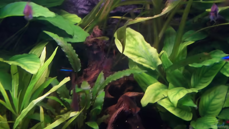 Wurzeln von Niko P. (19)