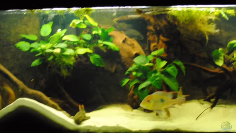 Wurzeln von weyrobing (7)