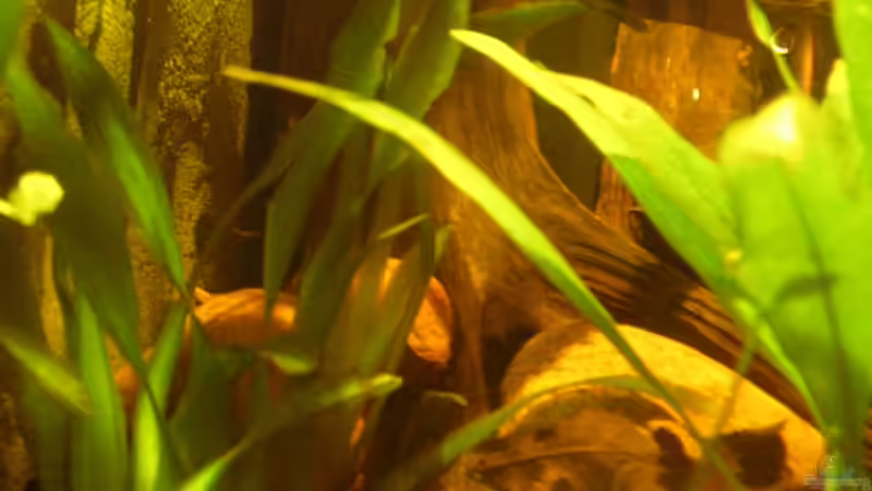 Wurzeln vor dem Innenfilter_12.09.2013 von Südamerikafreak BK (35)