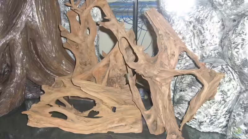 Wurzeln vor dem wässern von Jörg Schneider (12)