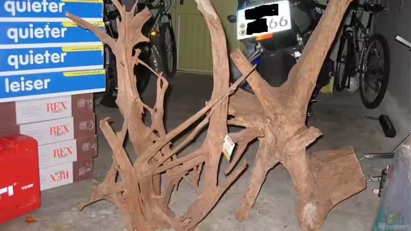 Wurzeln XXXL von Gerrit Buck (15)