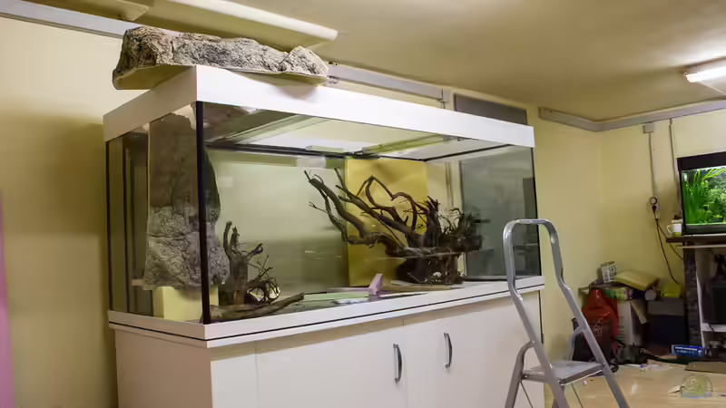 Wurzelpositionierung von GoreSlayer (4)