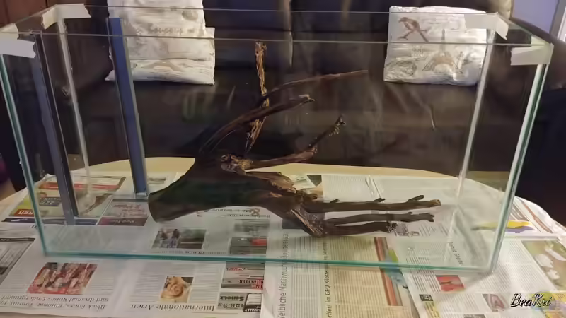 Wurzelprobeliegen von Miss Kasimir (6)