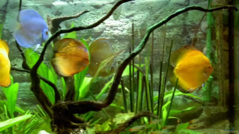 Wurzelspiel Aug 2007 von Kurt Kastl (10)