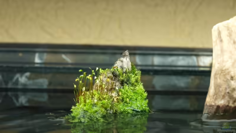 Wurzelspitze von Pseudomugil (19)