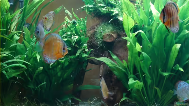 Wurzelunterstand von Thomas Graf (19)