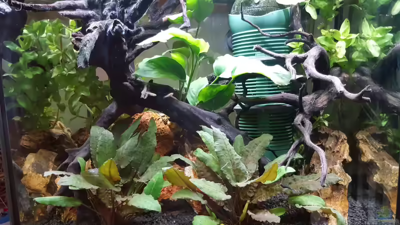 Wurzelwald von Krabbi (1)