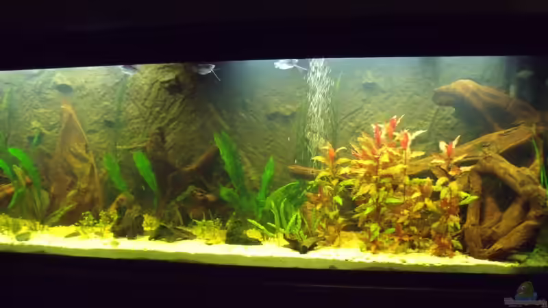 Wurzelwelt von lupusmedicus (9)