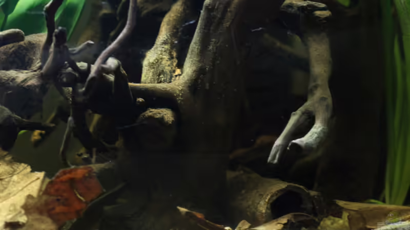 Wurzelwerk, rechte Beckenseite... von Falk (13)