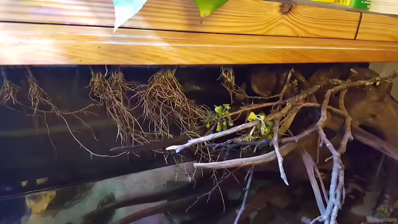 Wurzelwerk der efeutute  von Südamerika Aquanaut (27)